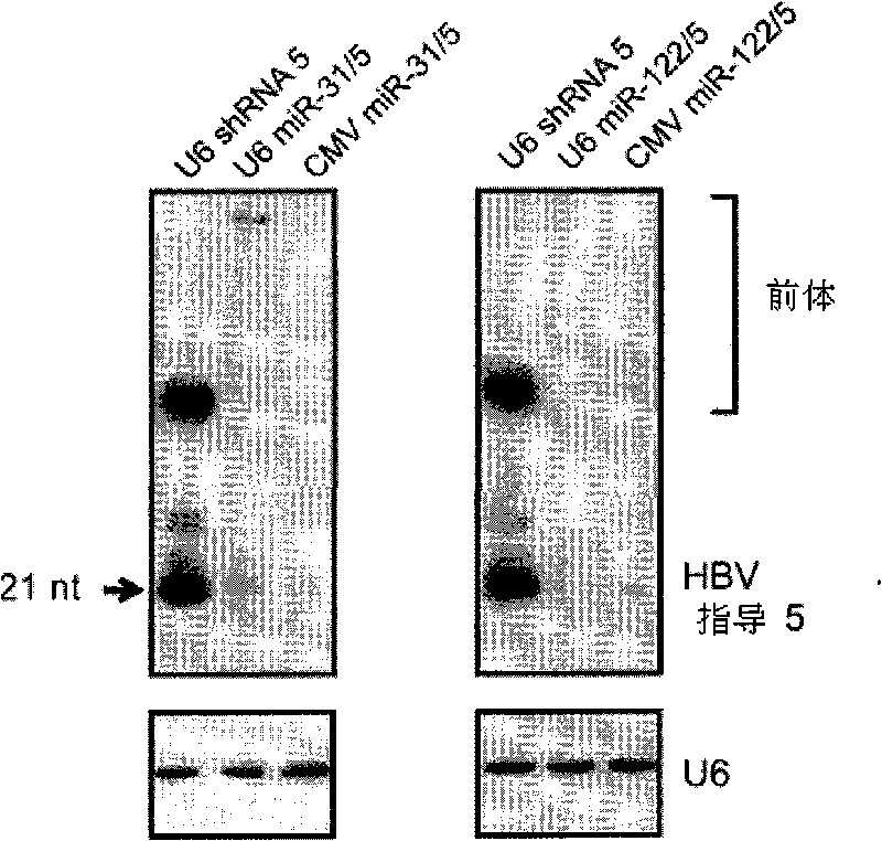 A primary micro RNA expression cassette