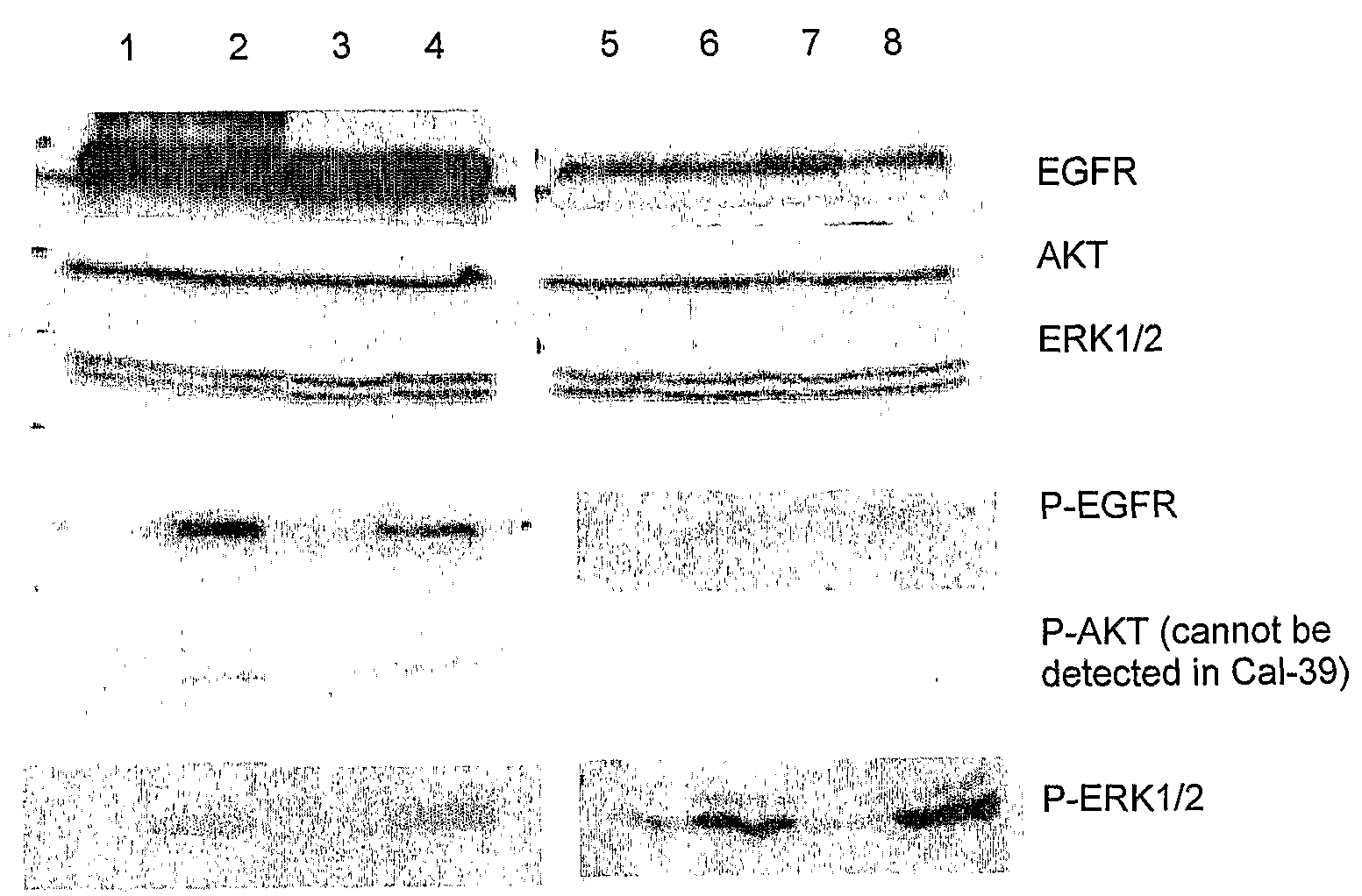 Light modulation of cell function