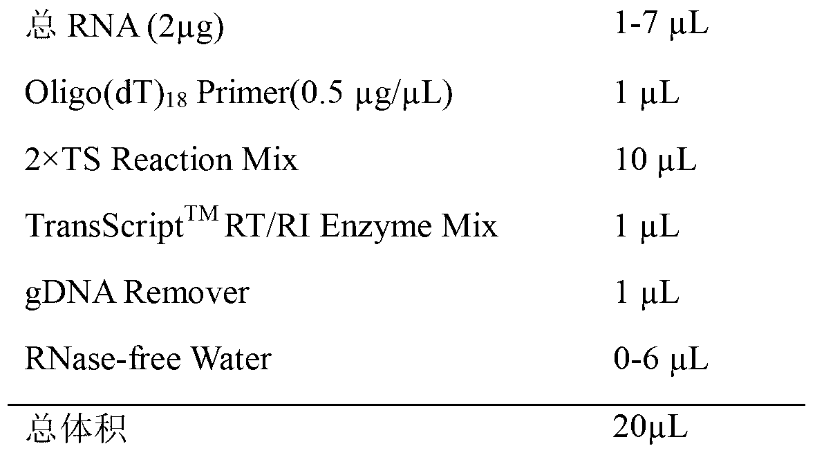 BM-EF1-alpha segment stably expressed in different development stages of bactrocera minax and application thereof