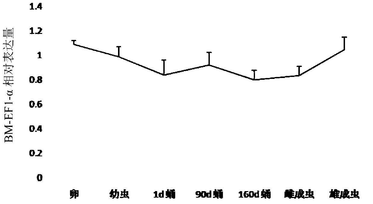 BM-EF1-alpha segment stably expressed in different development stages of bactrocera minax and application thereof