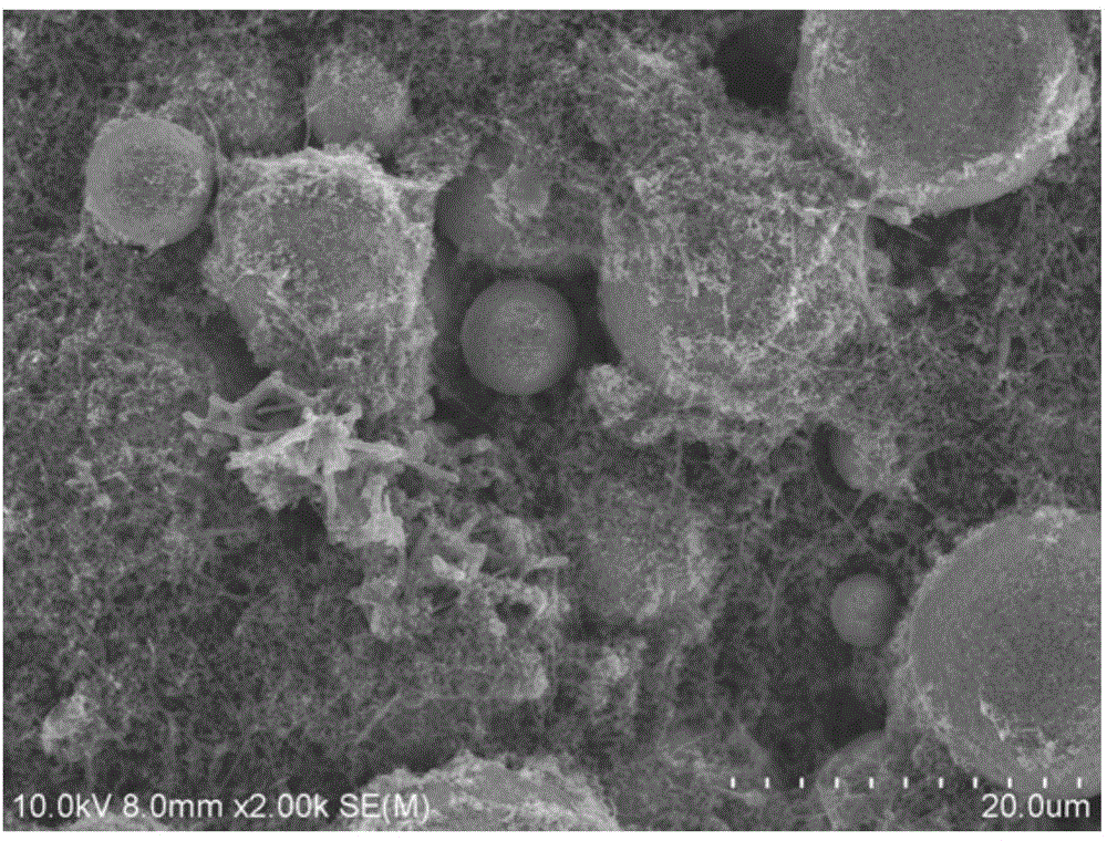 Positive electrode of lithium ion battery