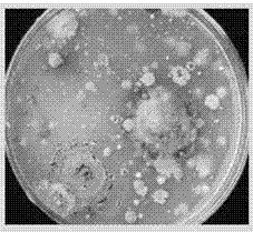 Screening method for degradation bacteria with polycyclic aromatic hydrocarbon as substrate