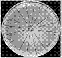 Screening method for degradation bacteria with polycyclic aromatic hydrocarbon as substrate