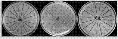 Screening method for degradation bacteria with polycyclic aromatic hydrocarbon as substrate