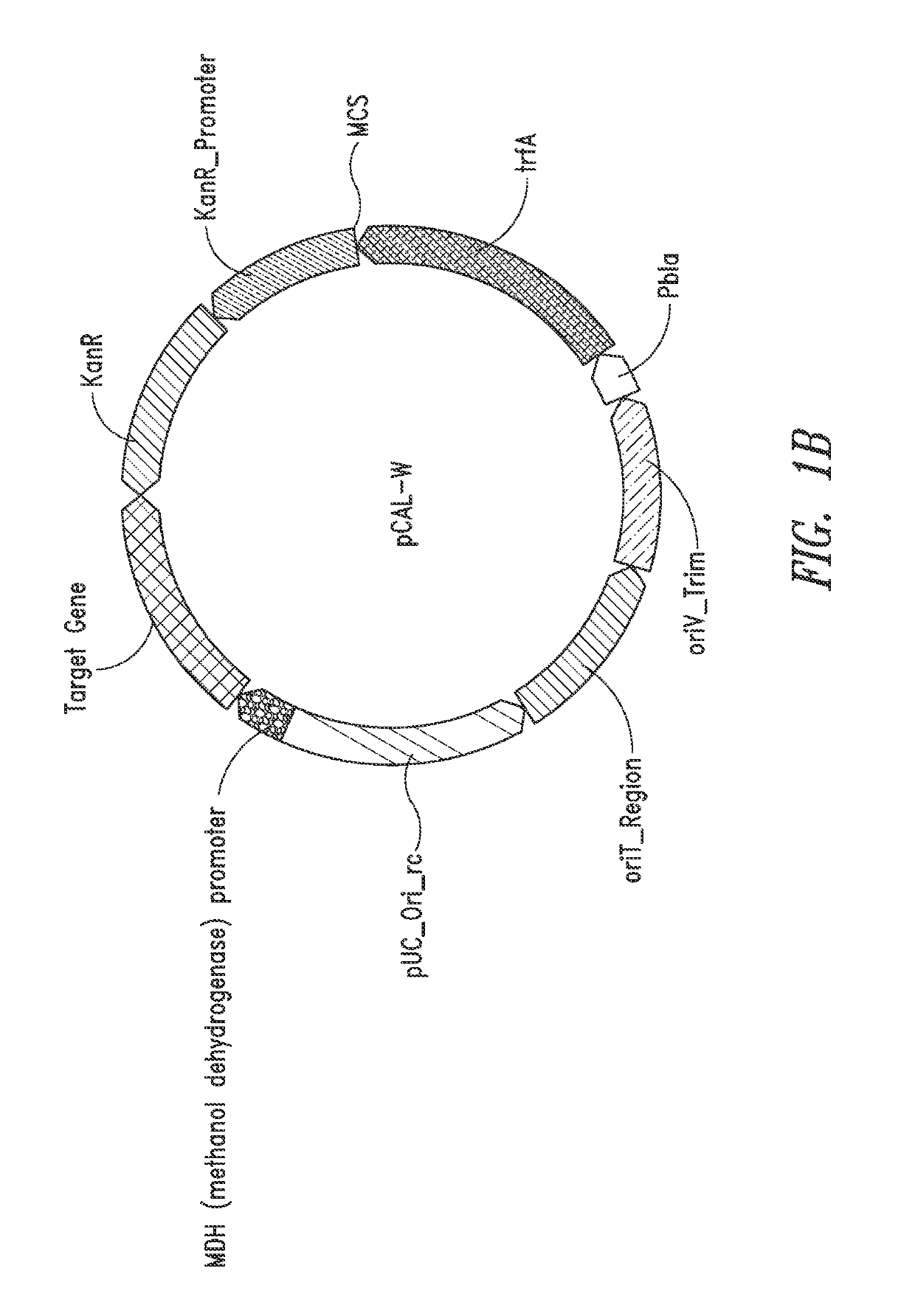 Nucleic acids and vectors for use with methanotrophic bacteria