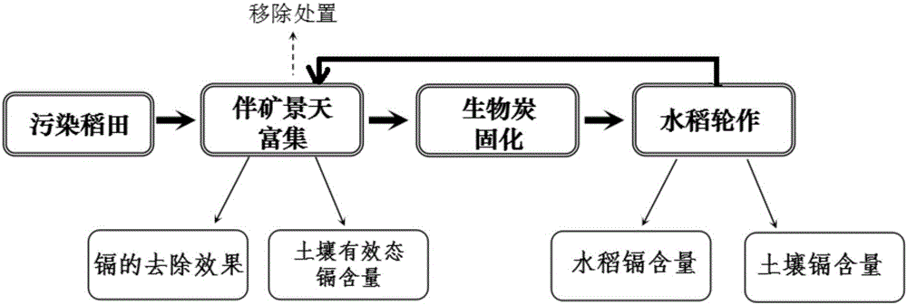 Restoration method for cadmium-contaminated rice field