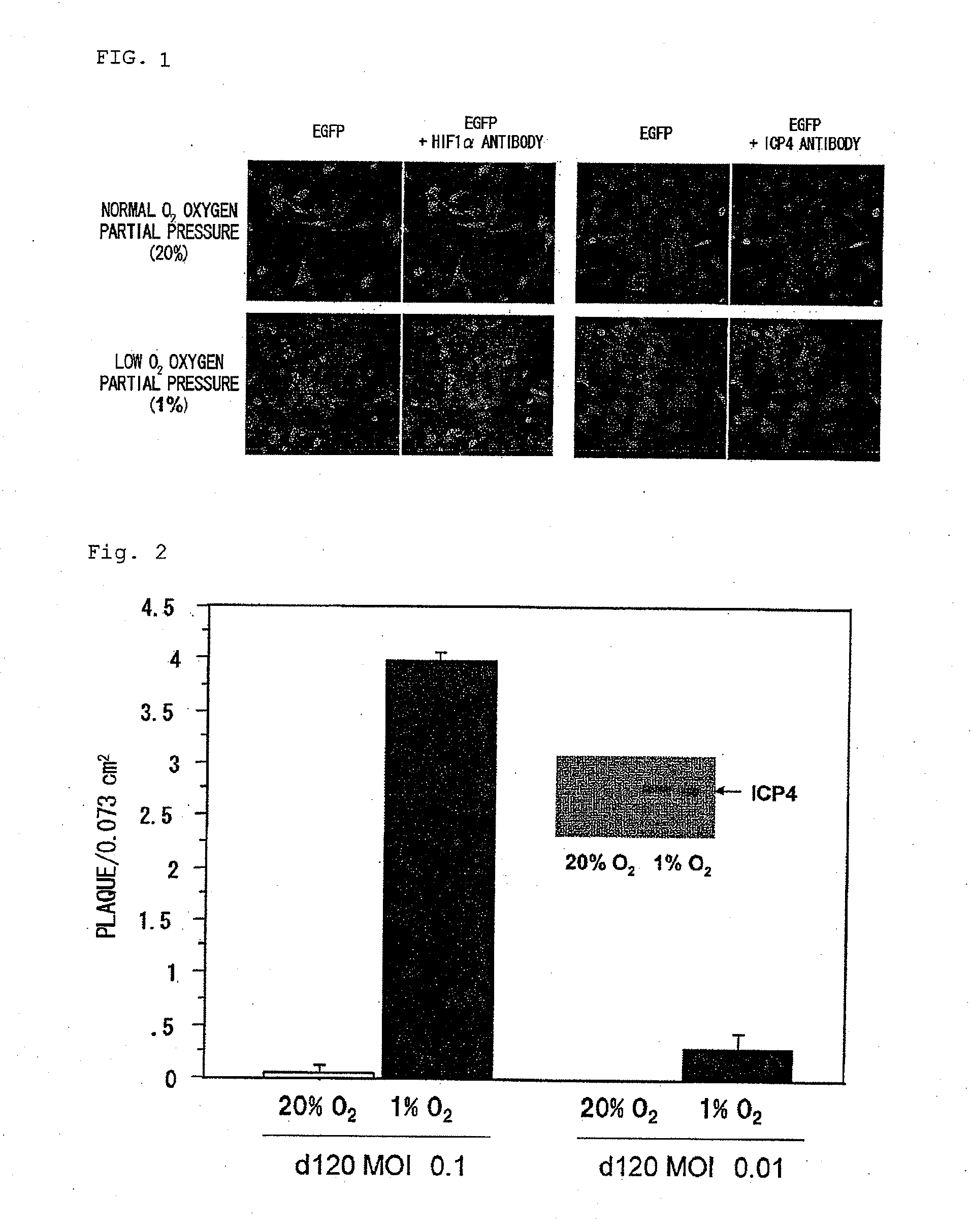 Virus growing in hypoxic cell or virus vector expressing gene therein