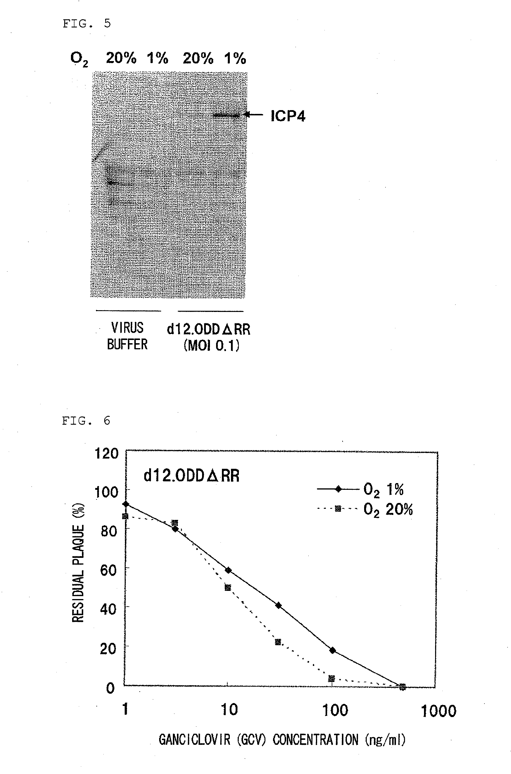 Virus growing in hypoxic cell or virus vector expressing gene therein