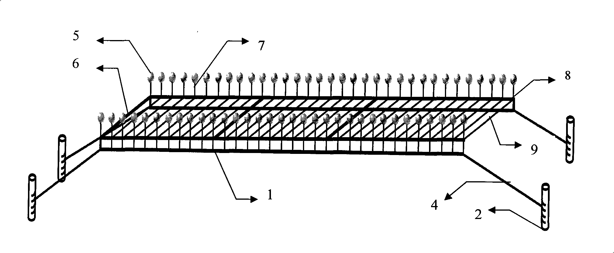 Seashell and algae shallow-sea ecology rearing device and method