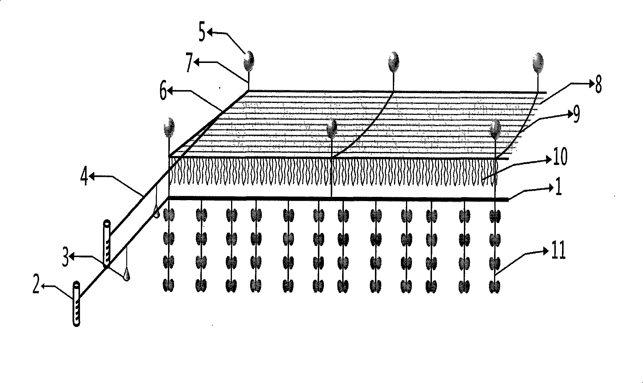 Seashell and algae shallow-sea ecology rearing device and method