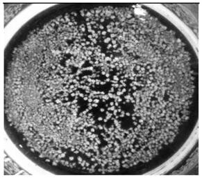 A kind of composite anti-salt agent and its application