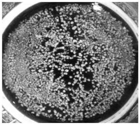 A kind of composite anti-salt agent and its application