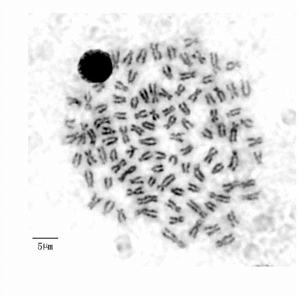 Method for preparing chromosomes through large-scale barbel fish nephrocyte in-vivo culture