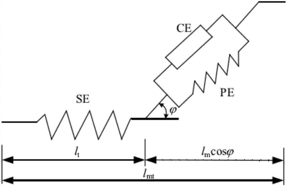 An artificial muscle device