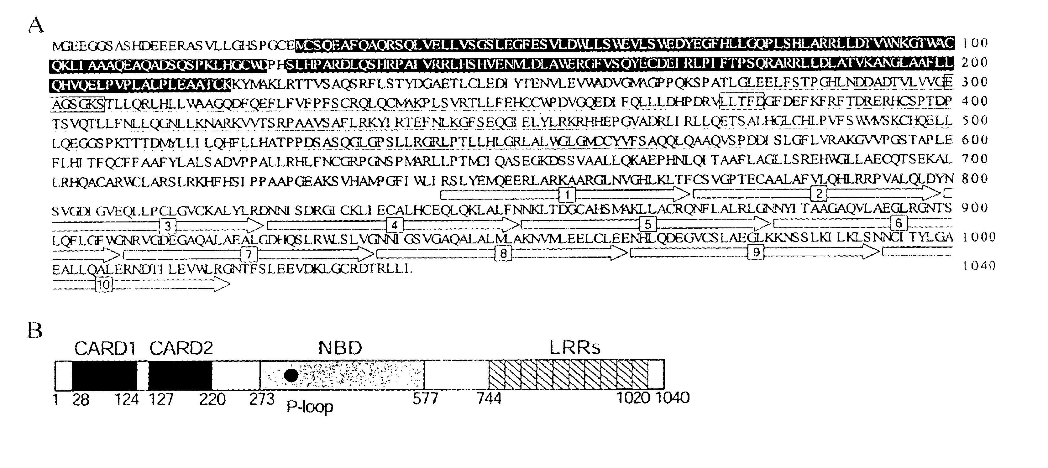 Nod2 nucleic acids and proteins