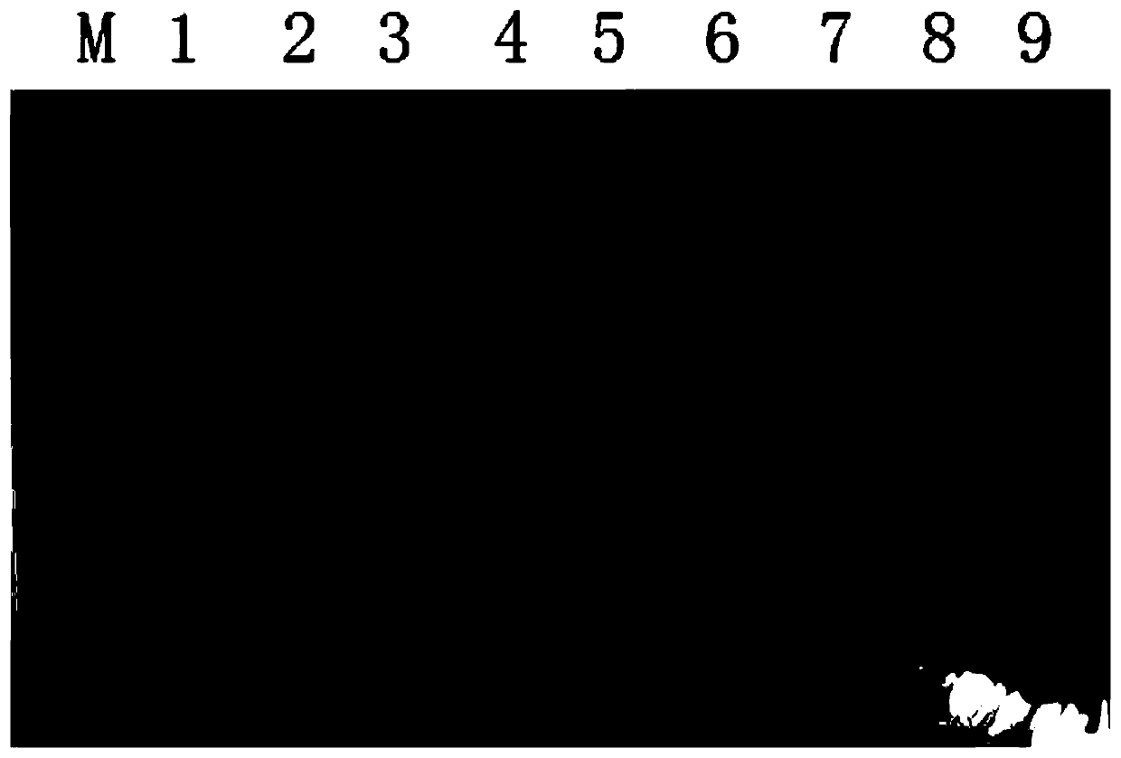 Purification method of albumin in dog serum