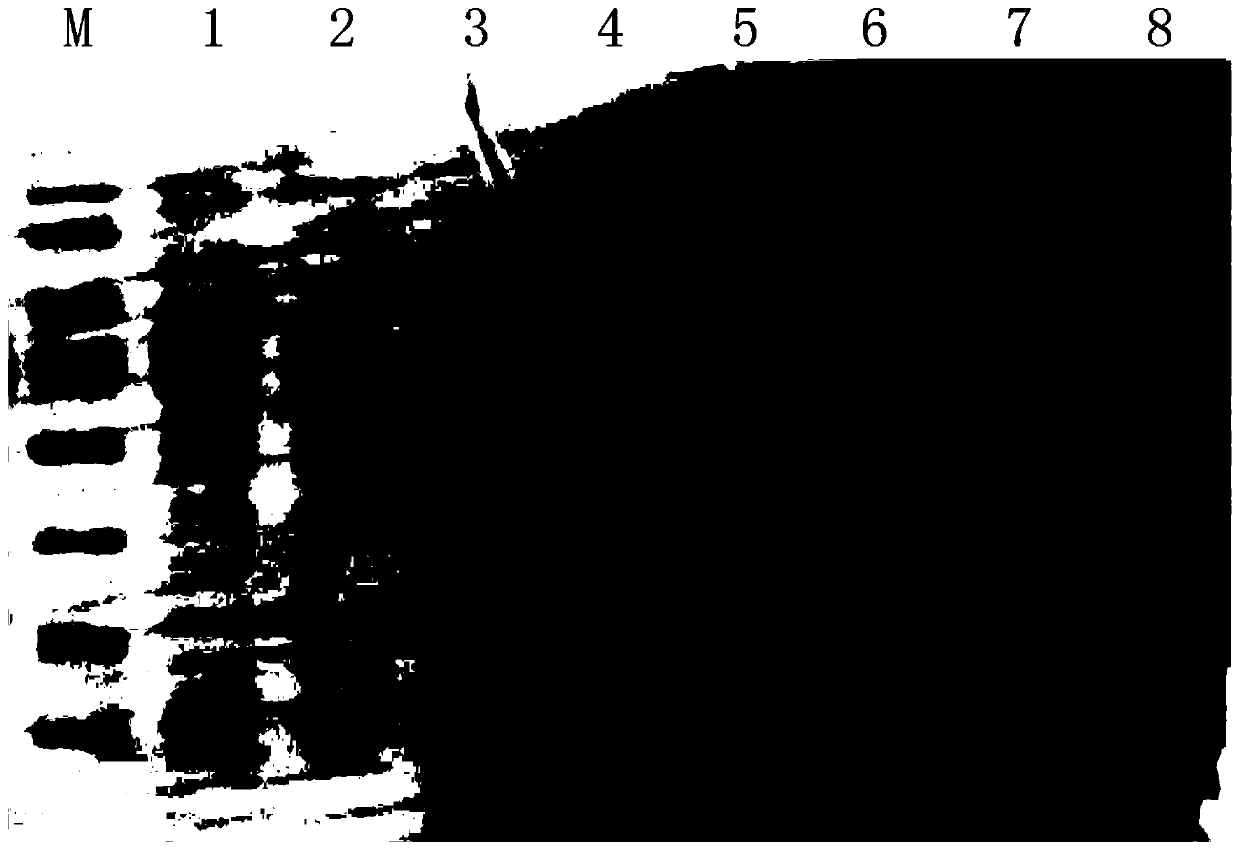 Purification method of albumin in dog serum