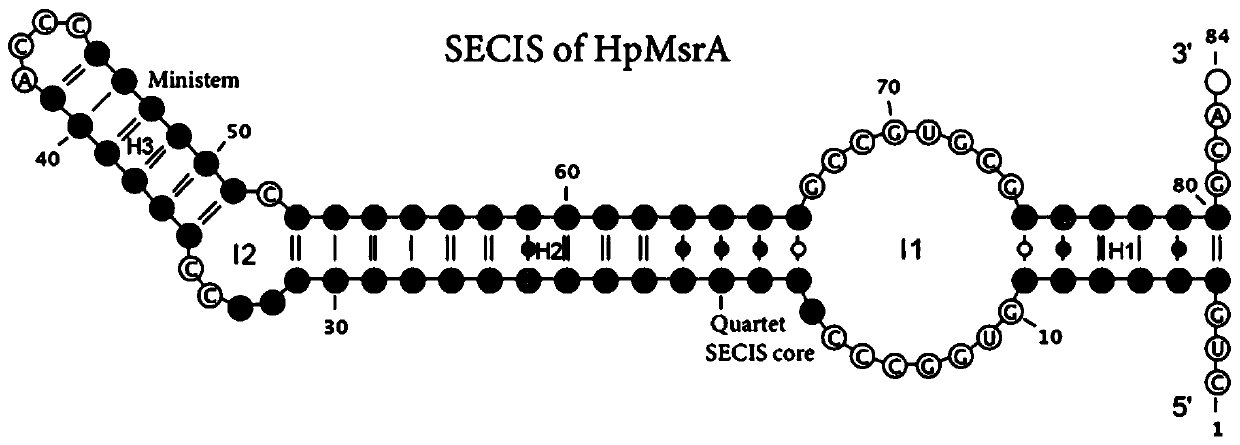 Methionine sulfoxide reductase as well as coding gene, preparation method and application thereof