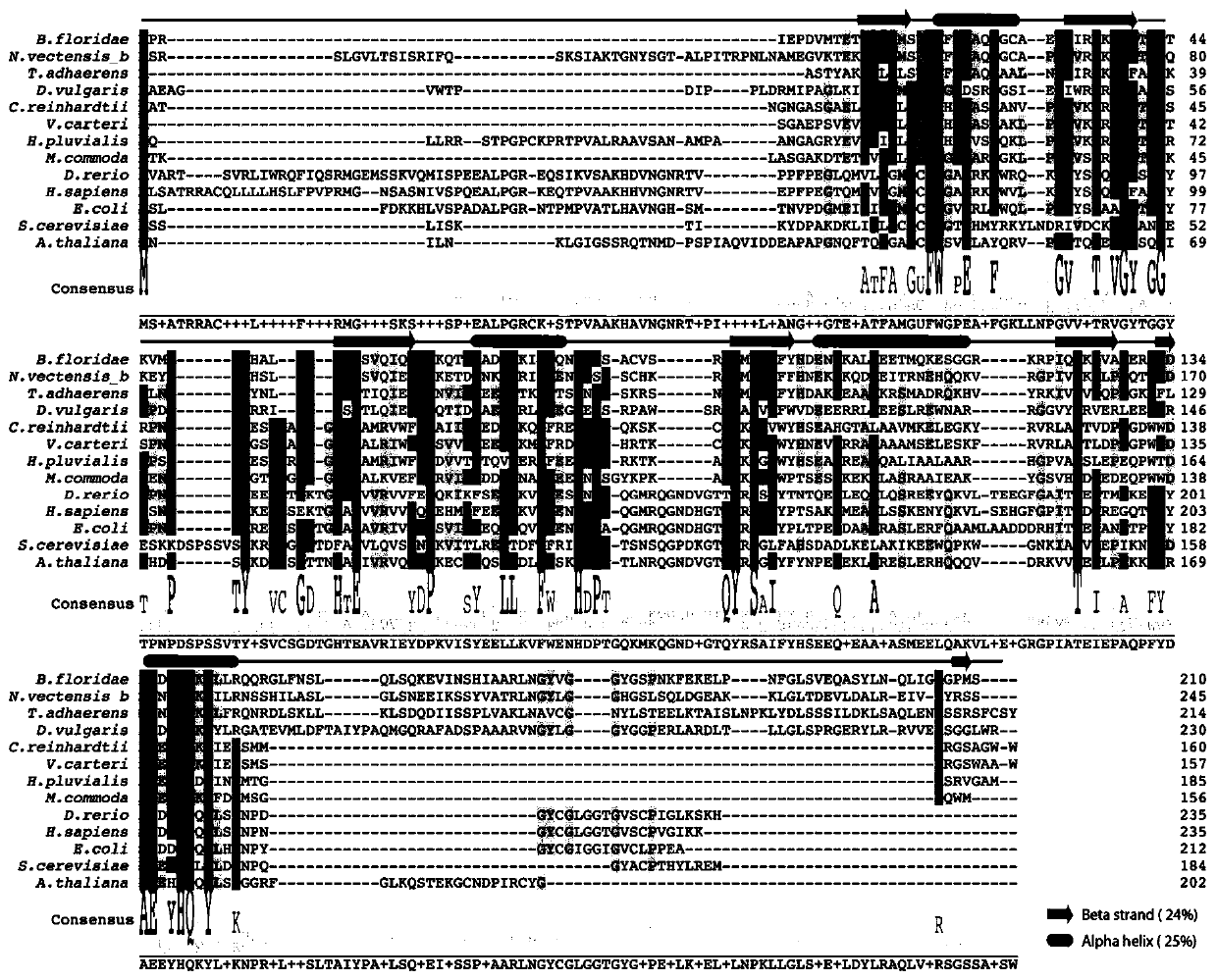 Methionine sulfoxide reductase as well as coding gene, preparation method and application thereof