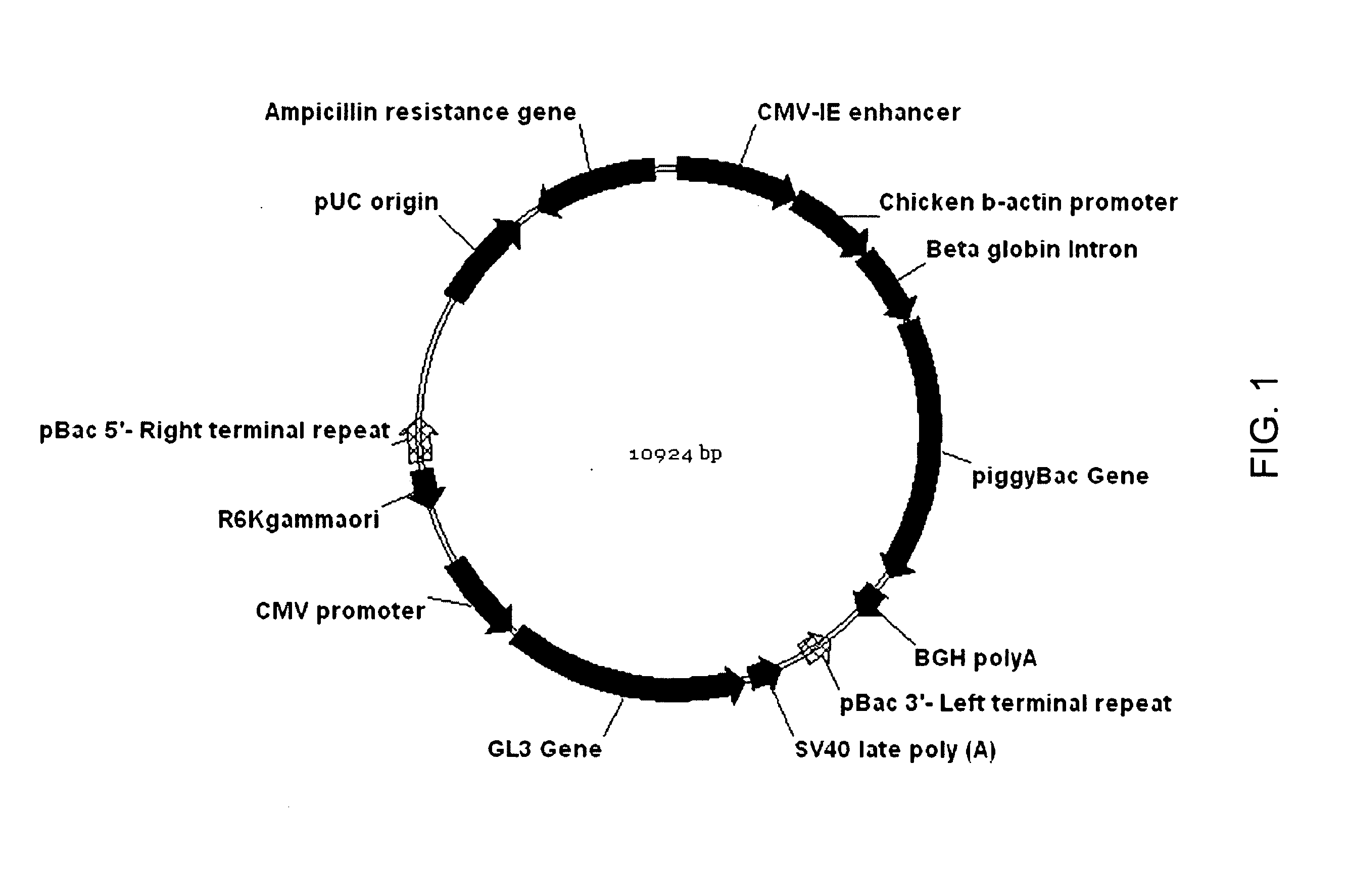 Methods and compositions for targeted delivery of gene therapeutic vectors