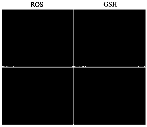 Culture solution and method for improving in-vitro maturation quality of porcine oocytes