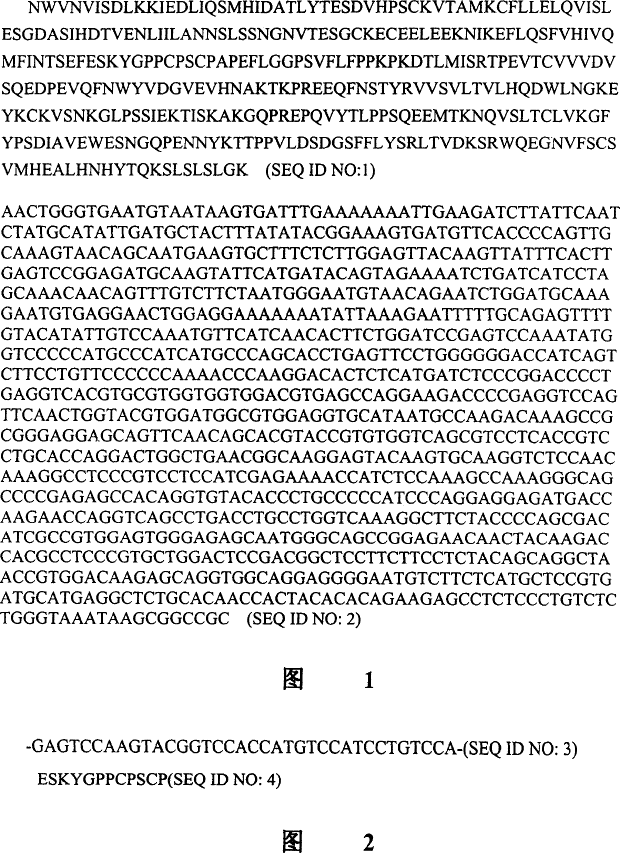 Interfusion protein of human interleukin 15 and Fe