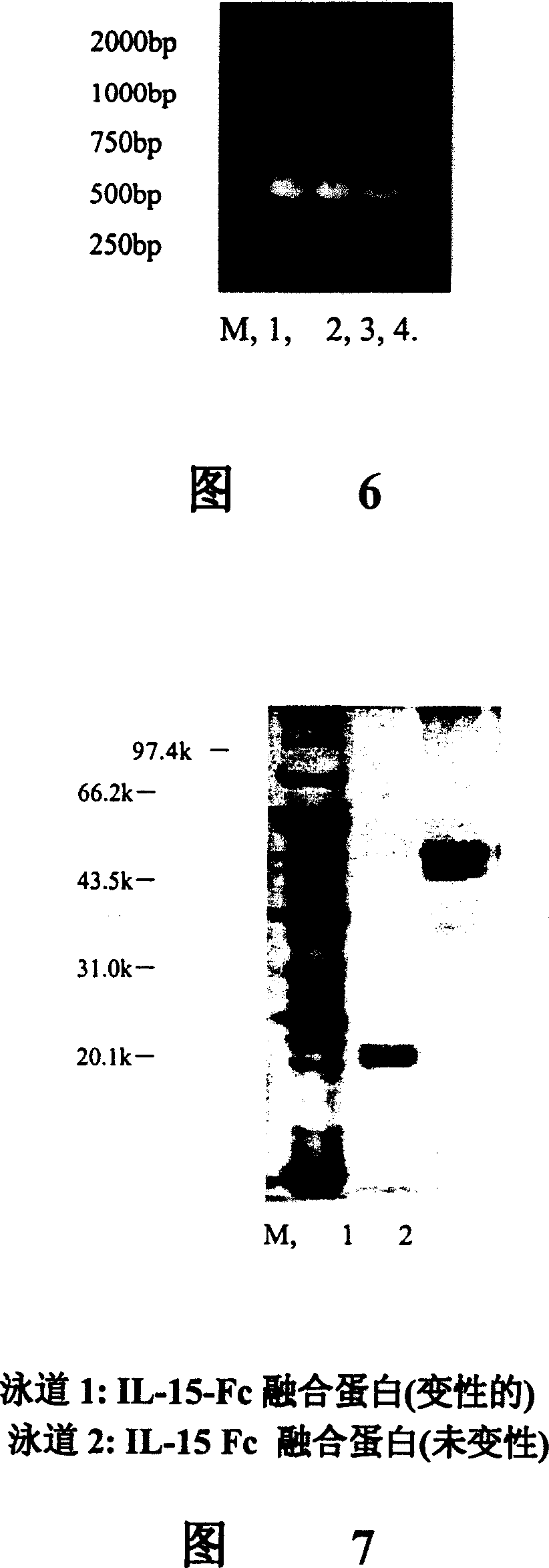 Interfusion protein of human interleukin 15 and Fe