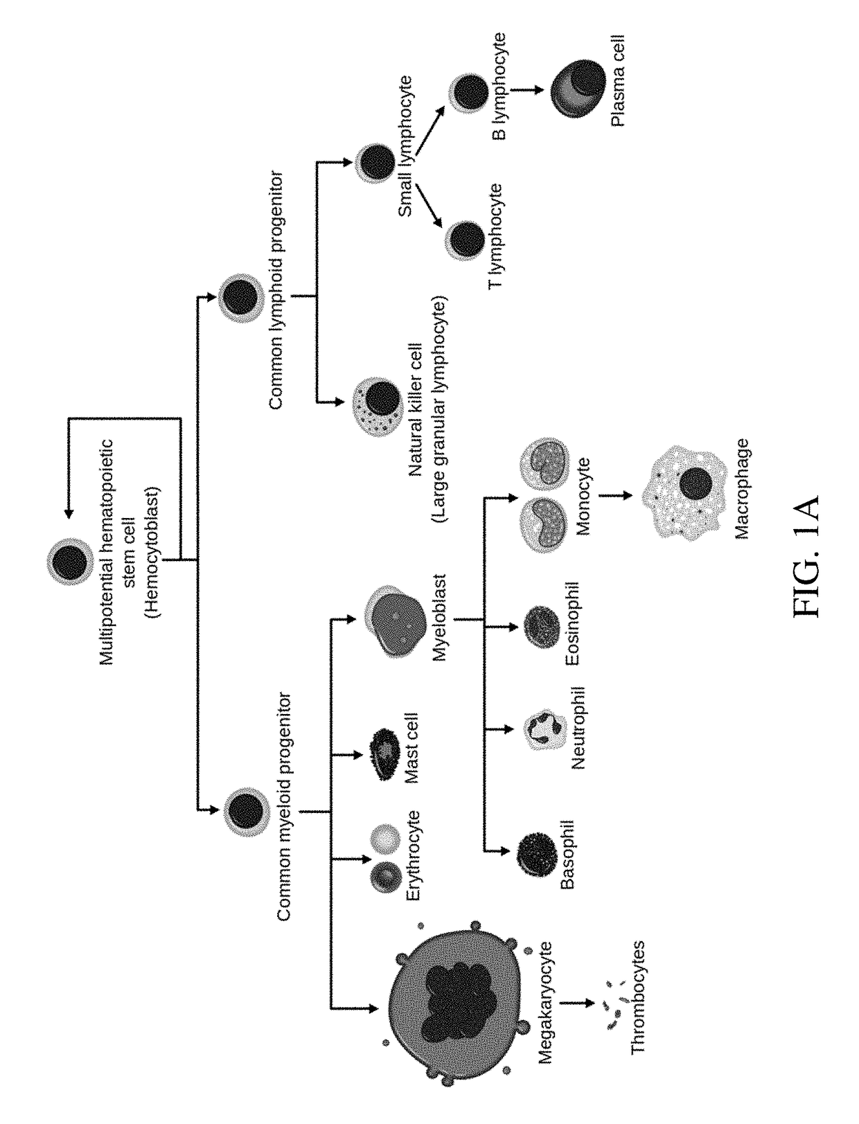 Convolutional neural networks for cancer diagnosis