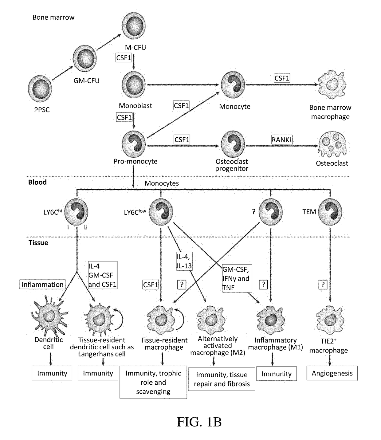 Convolutional neural networks for cancer diagnosis