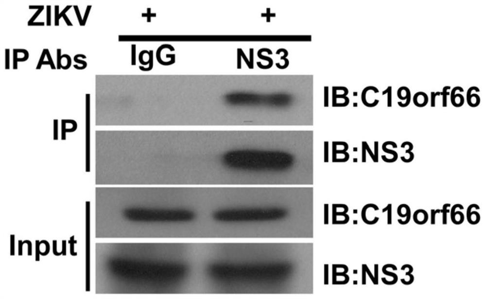 Application of antiviral protein c19orf66 in antiviral drugs targeting Zika virus nonstructural protein ns3