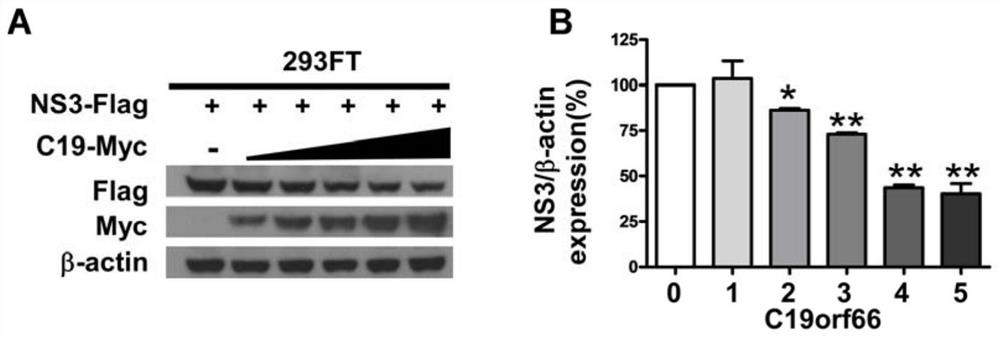 Application of antiviral protein c19orf66 in antiviral drugs targeting Zika virus nonstructural protein ns3