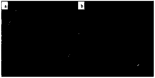 A kind of preparation method of chitosan/molybdenum disulfide photocatalytic antibacterial coating