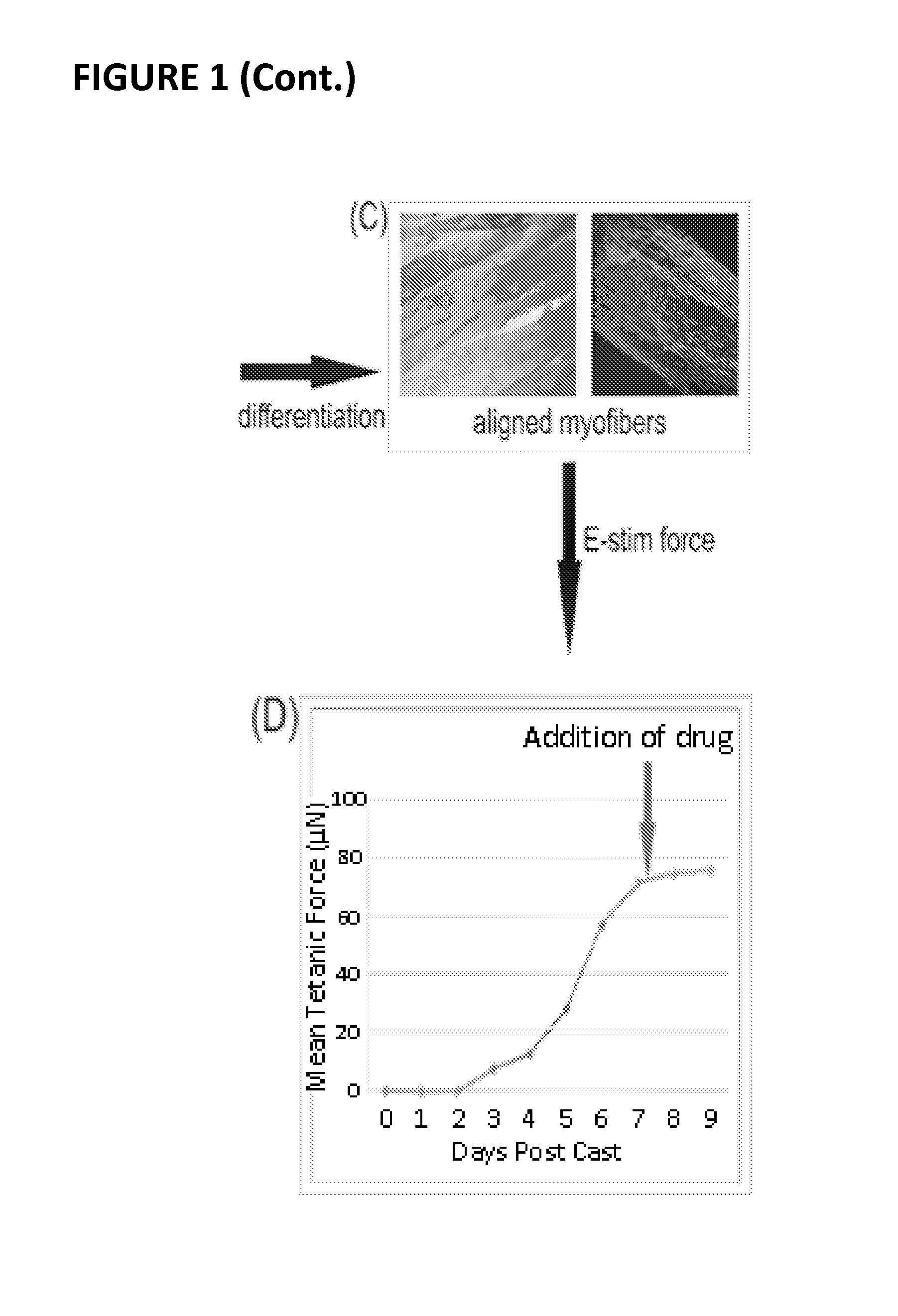 Methods and compositions for the improvement of skeletal muscle function in a mammal