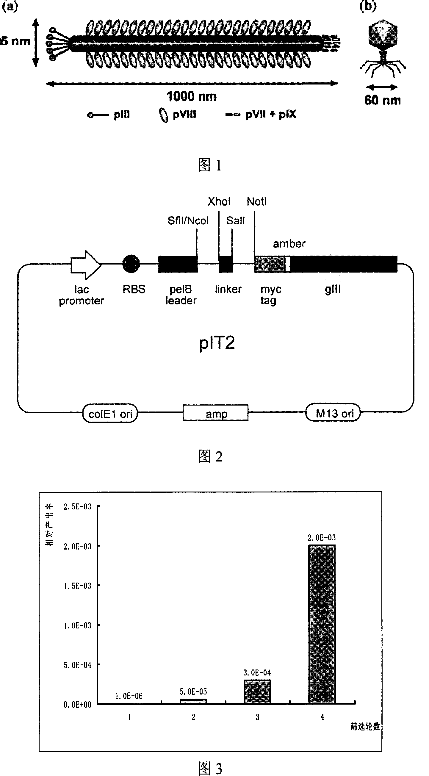 All-human source follicle stimulating hormone beta single-chain antibody screening method and its uses