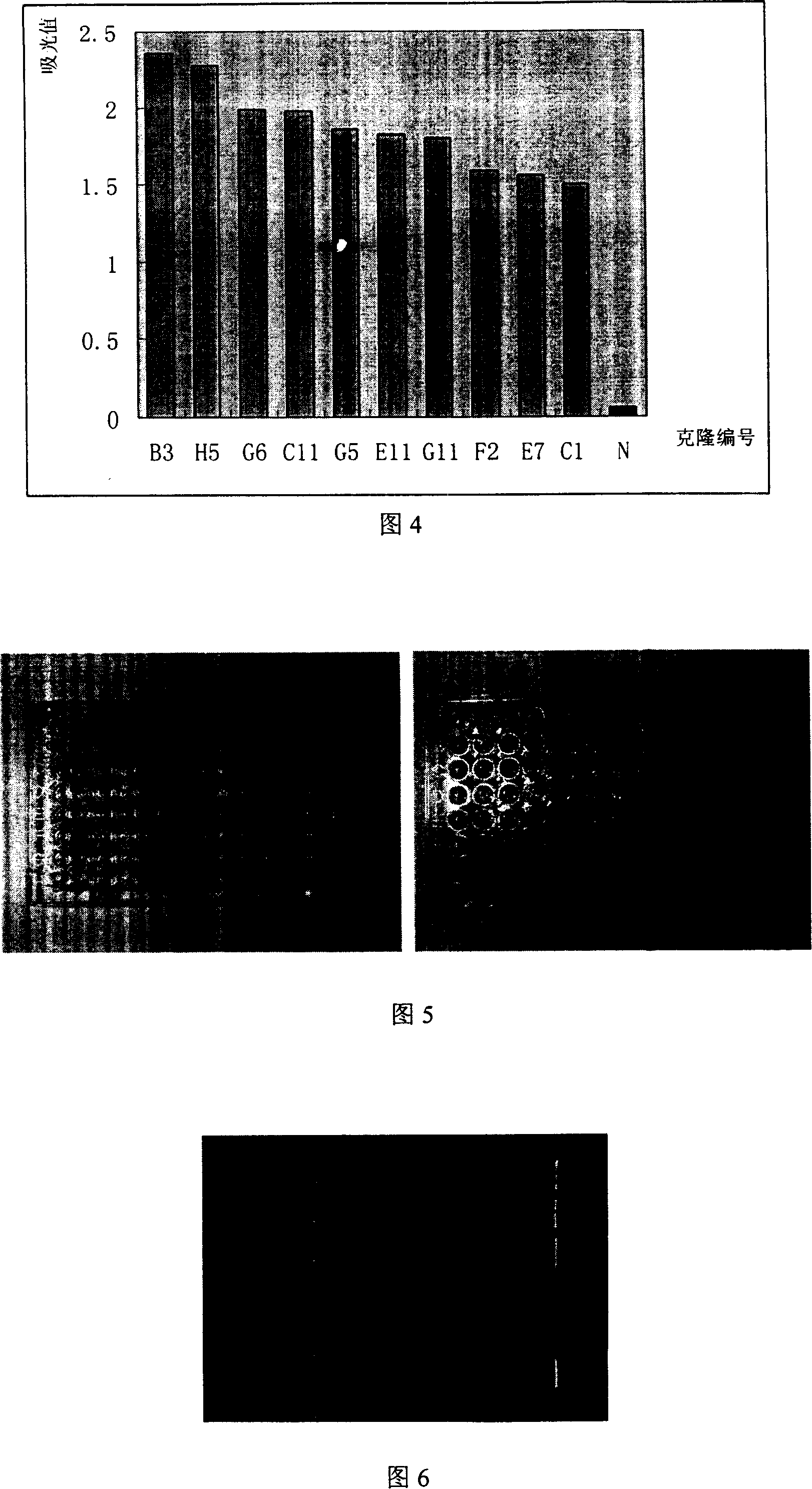 All-human source follicle stimulating hormone beta single-chain antibody screening method and its uses