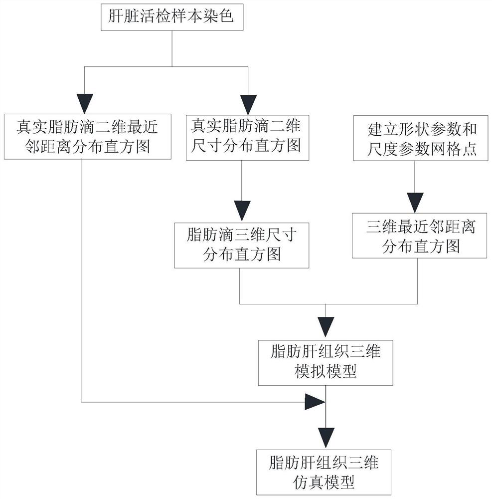 Fatty liver tissue three-dimensional simulation model construction method