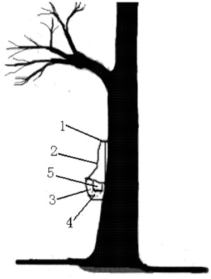 Special attractant and attractant for trapping and killing adults of Lishan longhorn beetle and its application method in forest