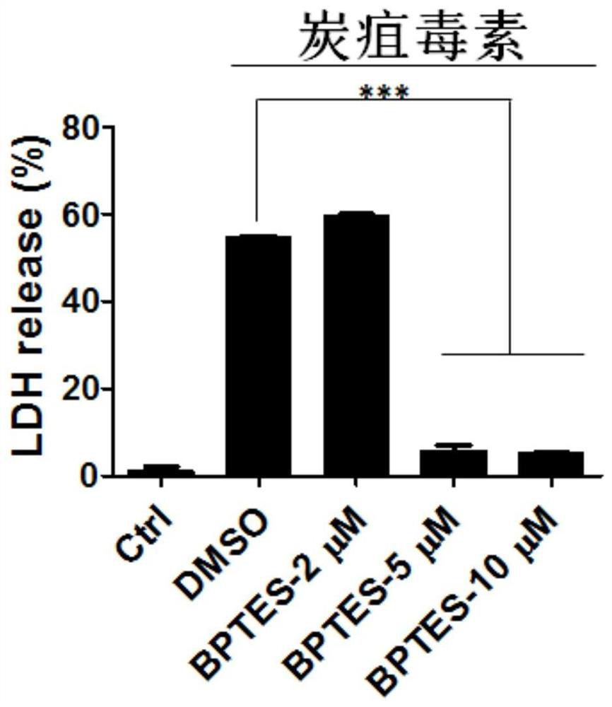 Application of BPTES in preparation of medicine for preventing or treating anthracnose