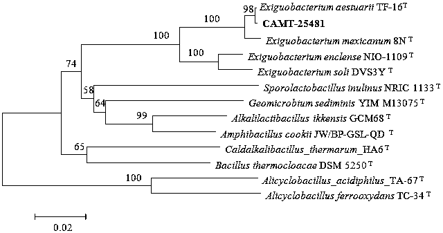 A kind of microbacterium in intertidal zone and its application