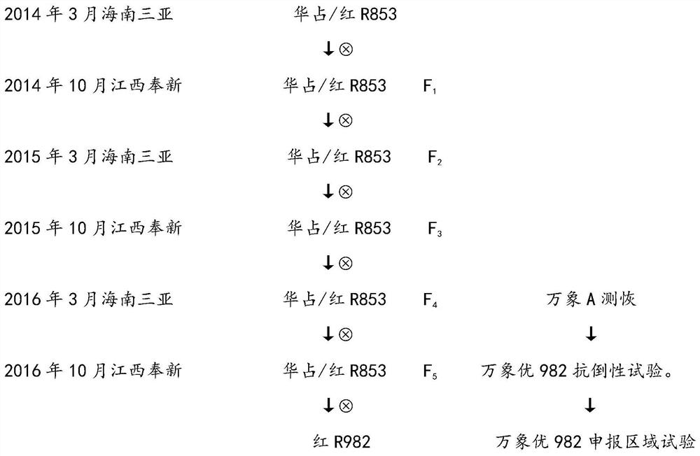 A kind of lodging resistance type rice variety breeding method