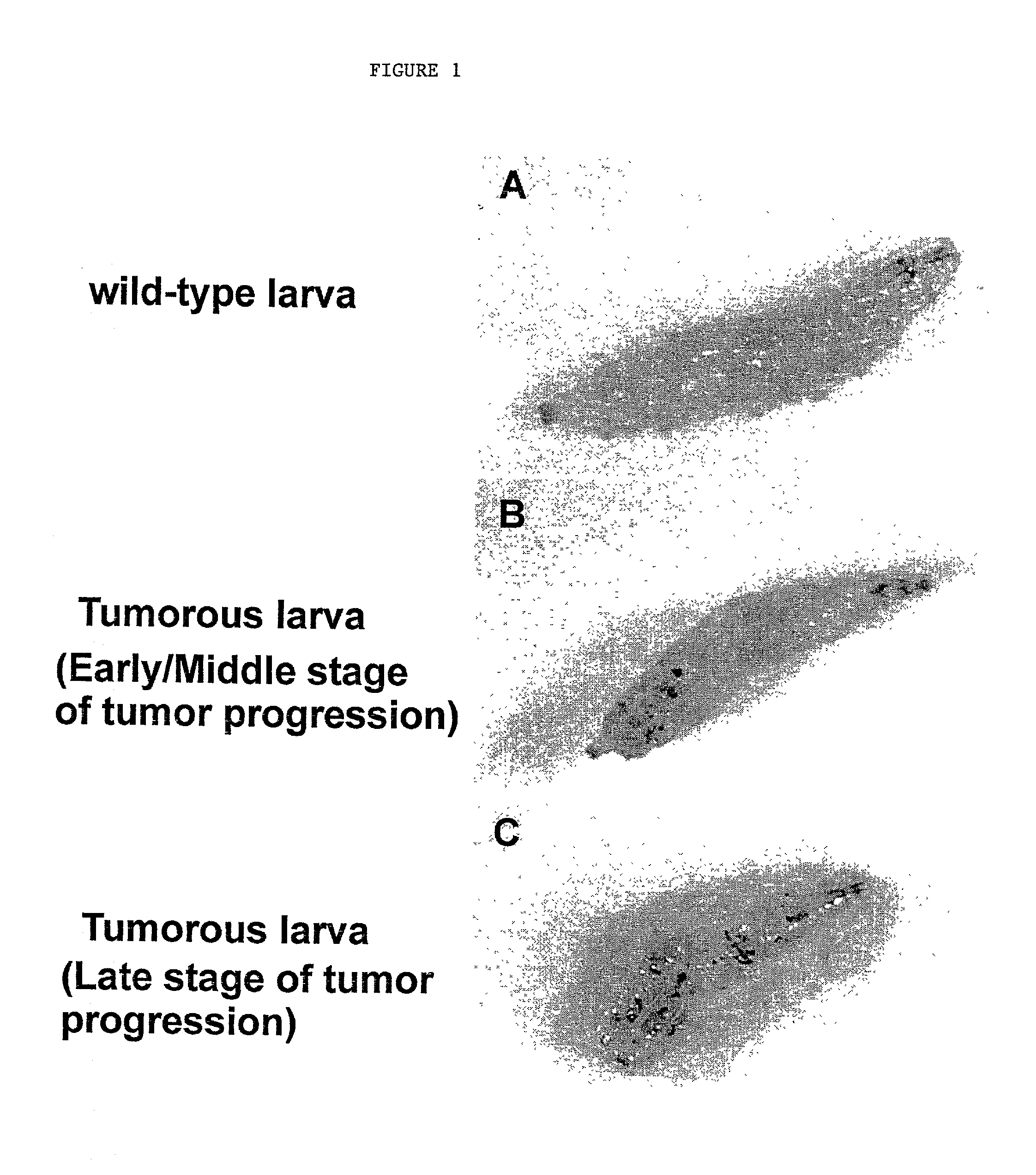 Non-mammalian transgenic animal model for cellular proliferative diseases