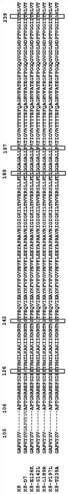 A kind of hypothetical protein gp075 of pseudomonas aeruginosa bacteriophage k8 and its mutant strain, mutant protein and application