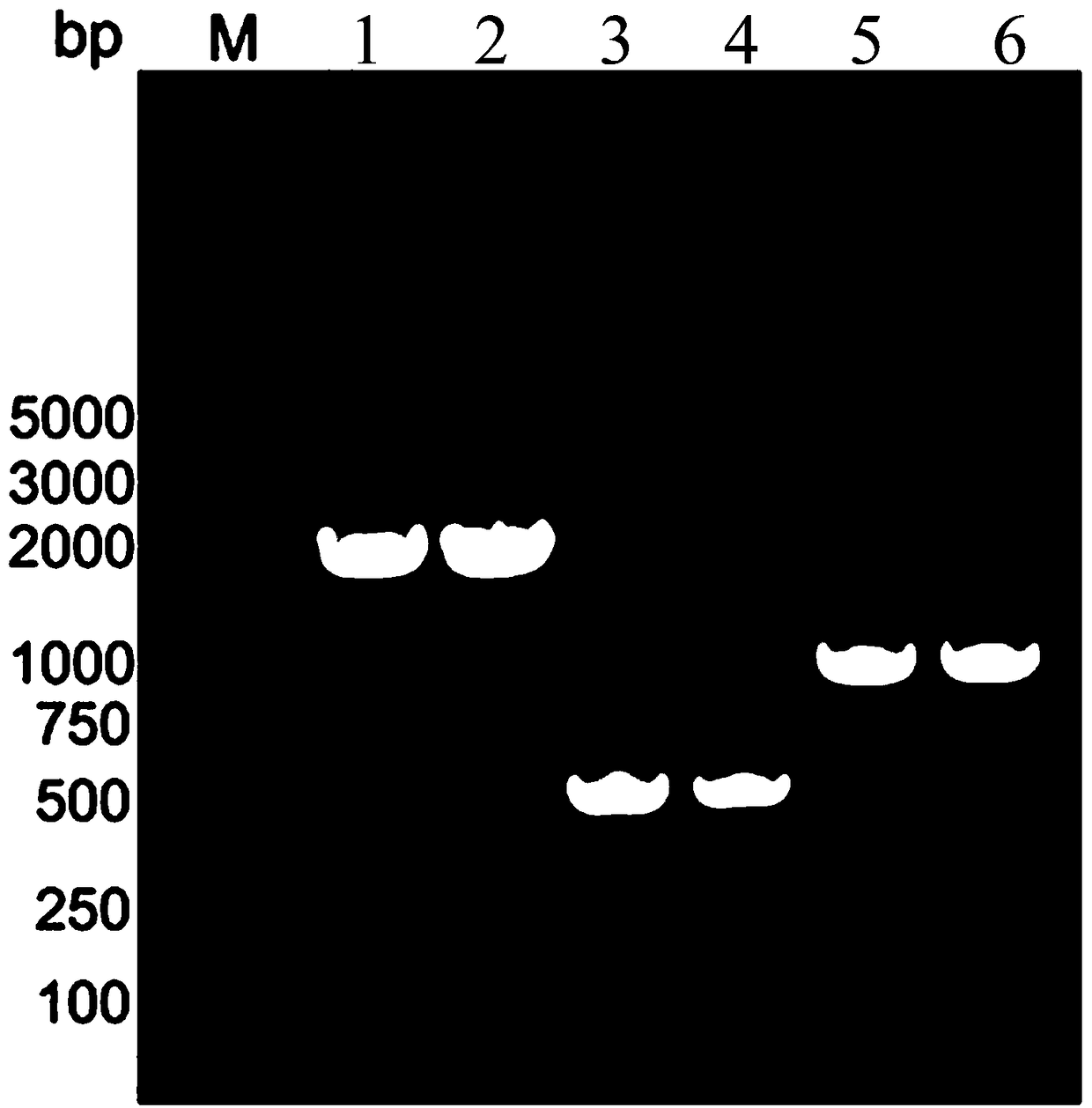 PGADT7-In vector applicable to In-Fusion cloning as well as construction and use methods of pGADT7-In vector