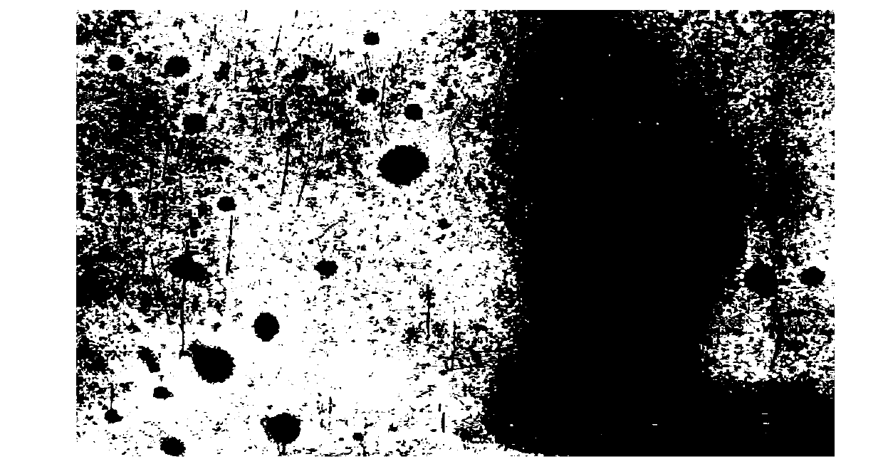 Resveratrol and temozolomide double-medicine-loaded nanospheres, as well as application and preparation method thereof