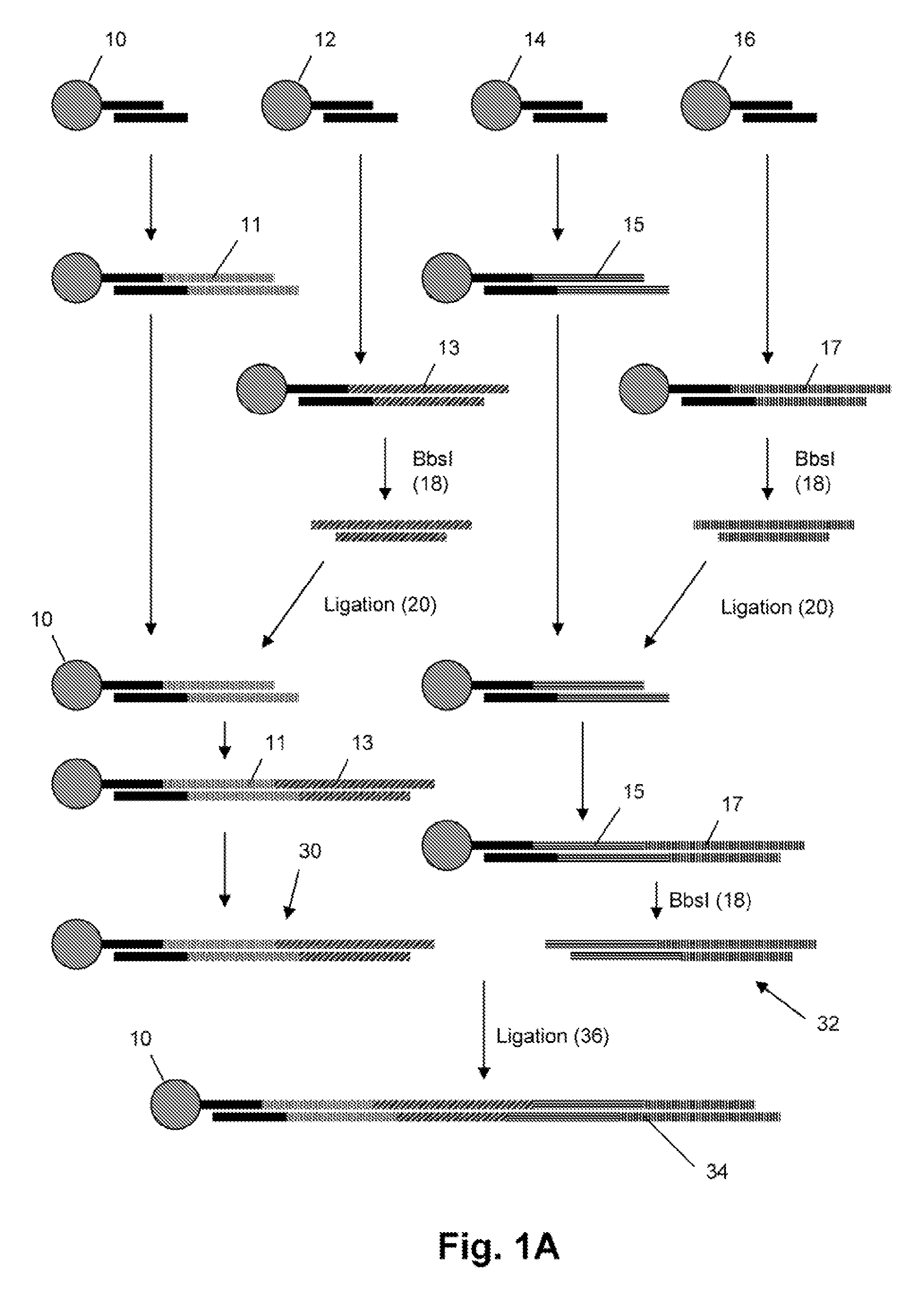 Gene synthesis by convergent assembly of oligonucleotide subsets