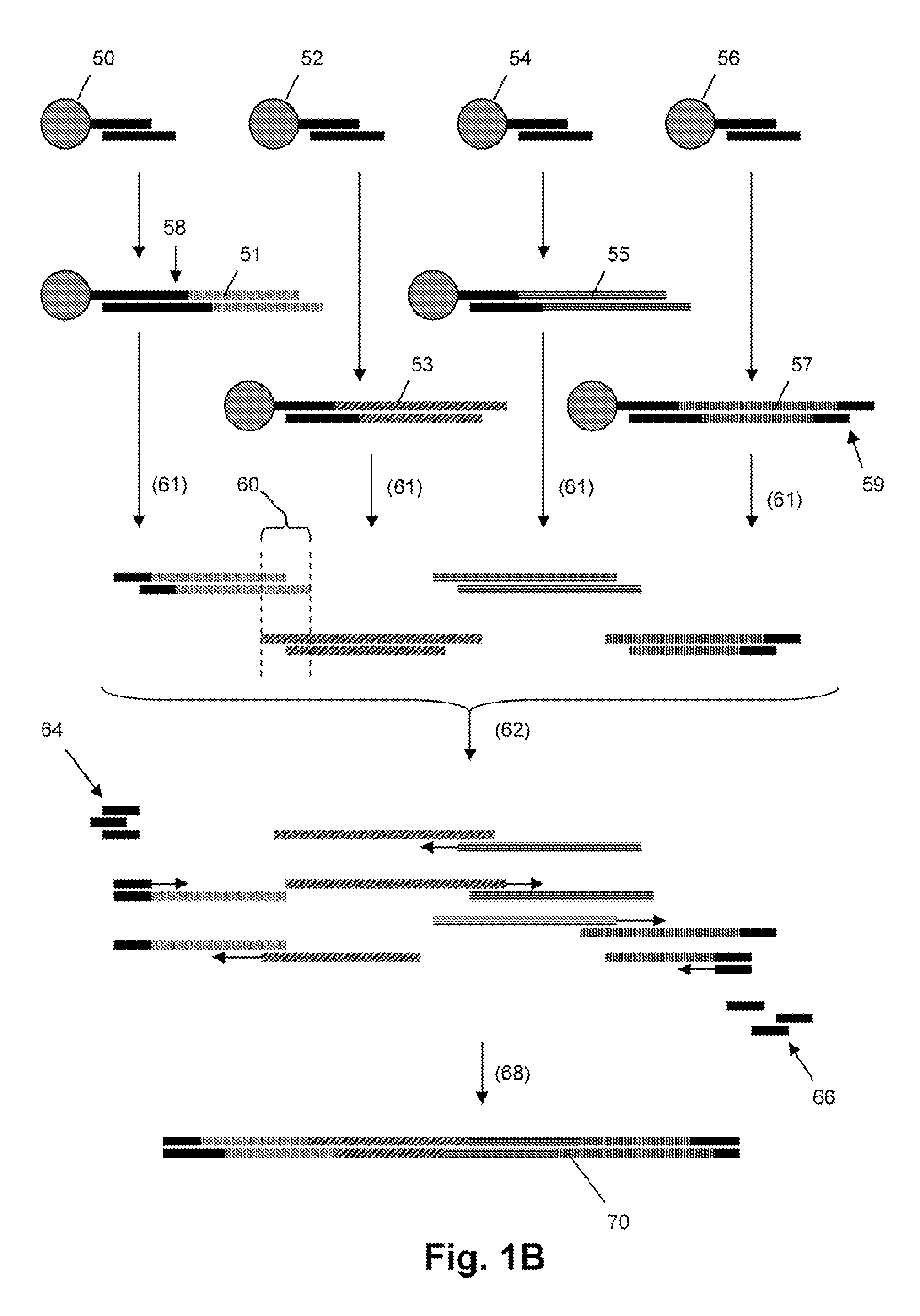 Gene synthesis by convergent assembly of oligonucleotide subsets