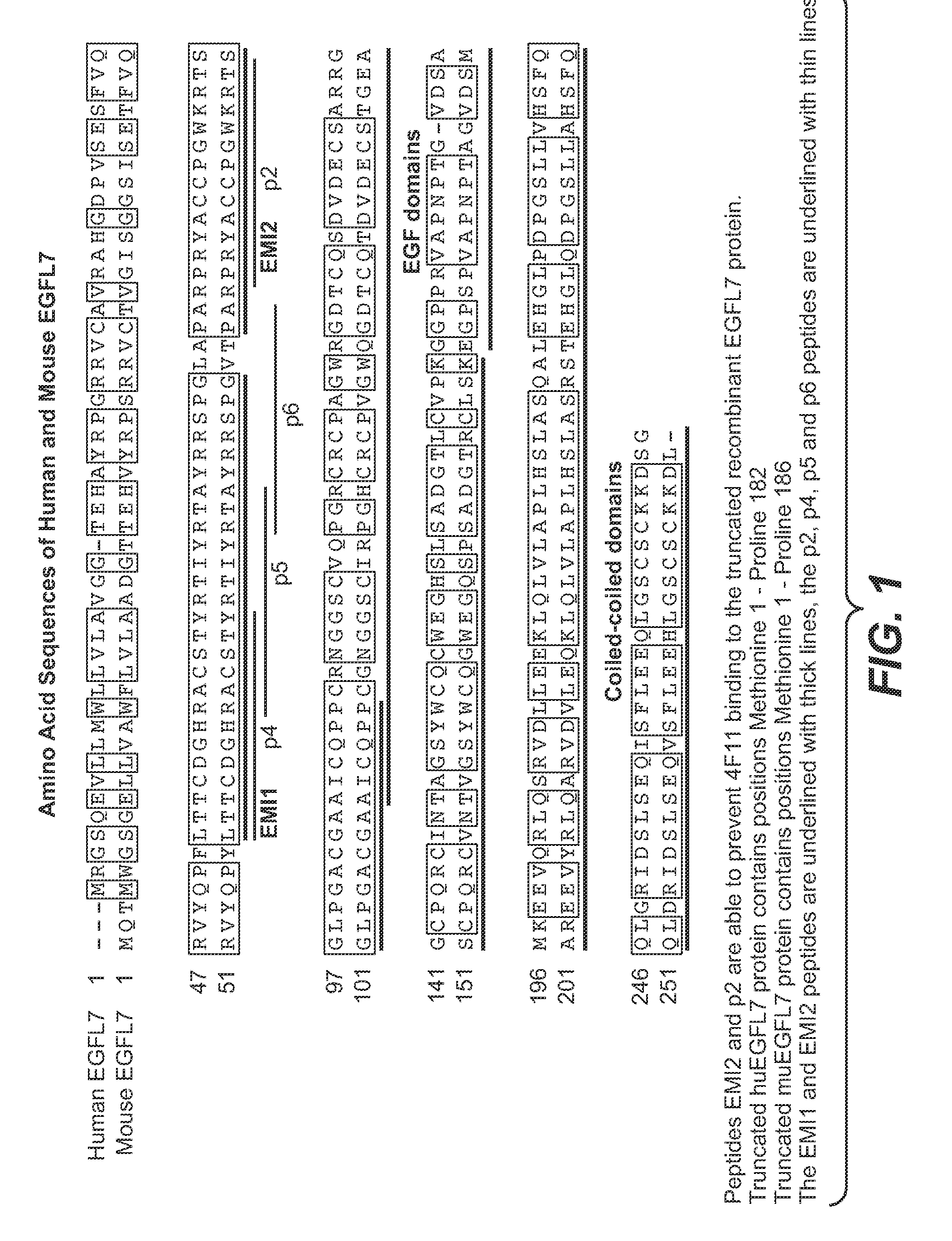 Humanized Anti-egfl7 antibodies and methods using same