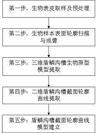 Modeling method of cartilaginous fish placoid scale groove section profile curve