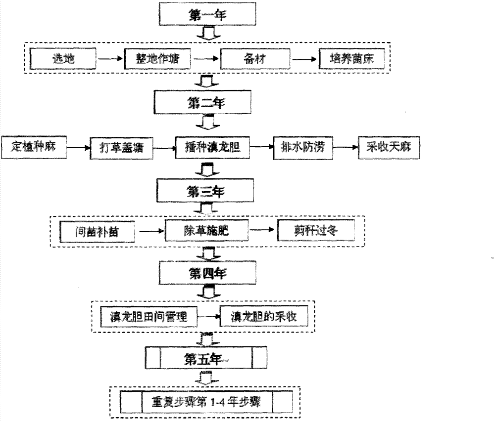 Relay intercropping and crop rotation ecological planting method of gastrodia elata and gentiana rigescen in Wumeng mountain area