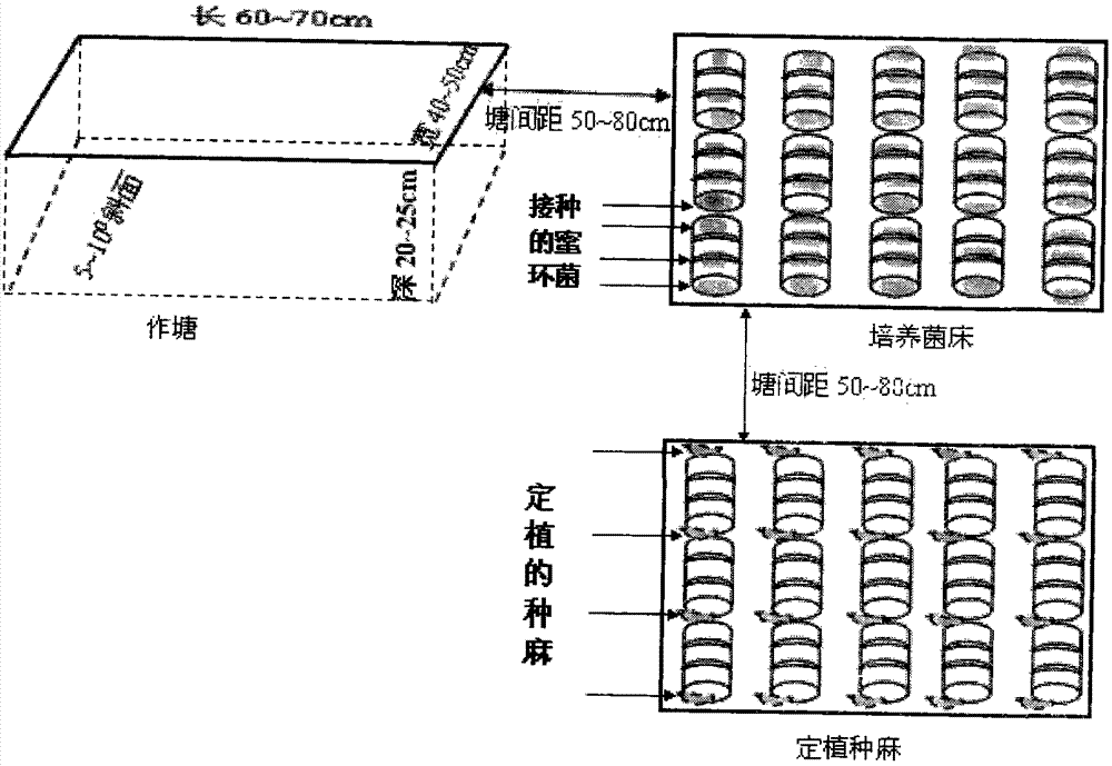 Relay intercropping and crop rotation ecological planting method of gastrodia elata and gentiana rigescen in Wumeng mountain area